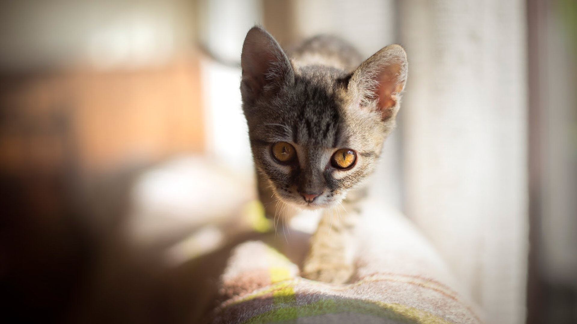 开云官方网页登录-“马科斯·梅特罗的精湛技术与领导能力,帮助阿根廷美洲狮队成为新一代强队”