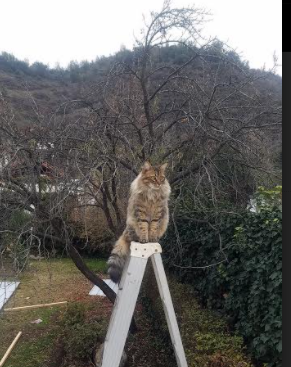 kaiyun 开云体育-仰泳赛道荷兰女队表现稳健,荷兰游泳女名将