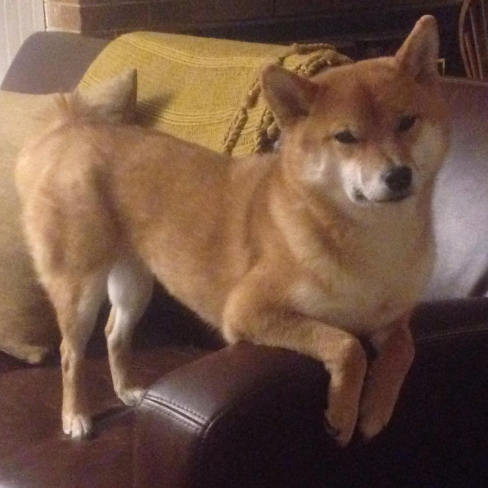 开云体育俱乐部官网-决赛门票二次发售引抢购潮,球迷热情不减,nba决赛门票